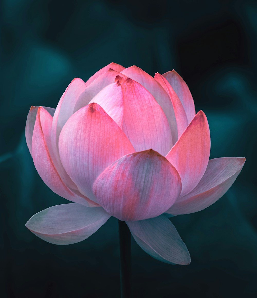 Lotus flower, symbol of an ancient divine offering